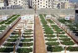 احصد المال من على سطح بيتك في خطوات