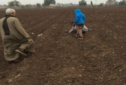 الانقلاب يغرق مصر بالمبيدات المتسرطنة