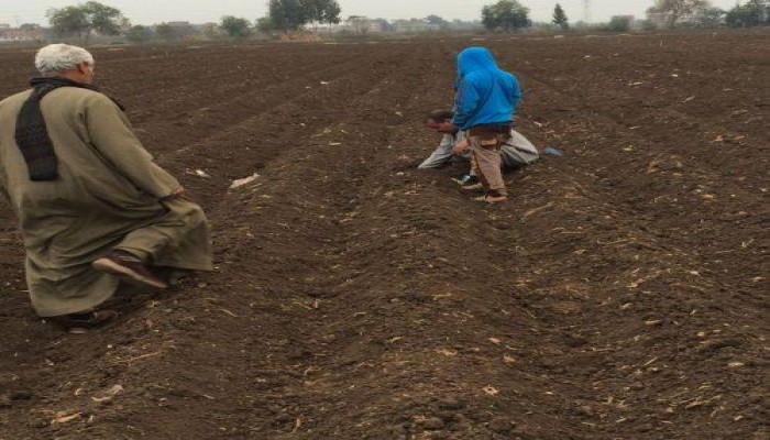 الانقلاب يغرق مصر بالمبيدات المتسرطنة