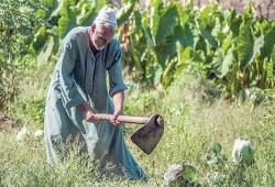 نقيب الفلاحين يكذب زراعة الانقلاب: 300 ألف فلاح لم يشملهم "التأمين الصحي"