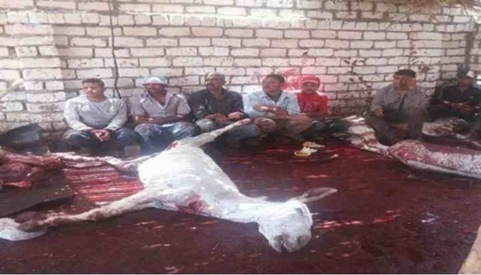 أكثر من 4 ملايين مصري تناولوا لحم حمير
