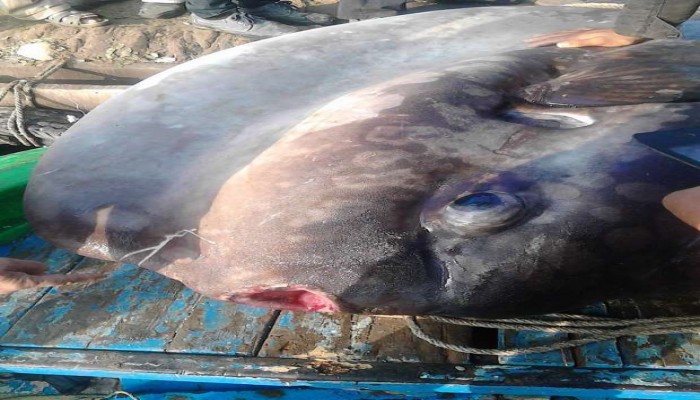 بالصور.. العثور على سمكة "مولا مولا" بالبحيرة يصل وزنها إلى أكثر من طن