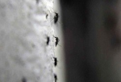 فرنسا تسجل أول إصابة بفيروس "زيكا"