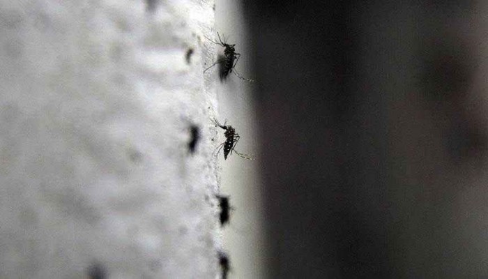 فرنسا تسجل أول إصابة بفيروس "زيكا"