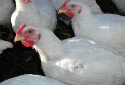 فى عهد الانقلاب: دجاج مصاب بمرض «الماريك» ينتشر في أسواق الدقهلية