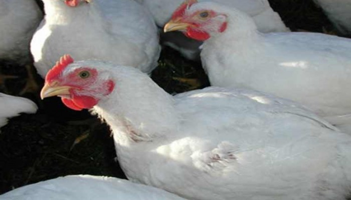 فى عهد الانقلاب: دجاج مصاب بمرض «الماريك» ينتشر في أسواق الدقهلية
