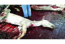 فى عهد الانقلاب: ظاهرة ذبح الحمير تنتشر بالشرقية والمسؤولون غائبون