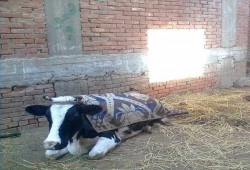 كارثة صحية في الغربية .. بيع لحوم أبقار مصابة "بـ"القلاعية" بـ40 جنيه للكيلو