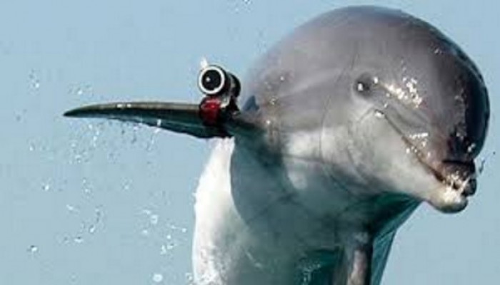 الجيش الروسي يعتزم شراء خمسة "دلافين" للقتال