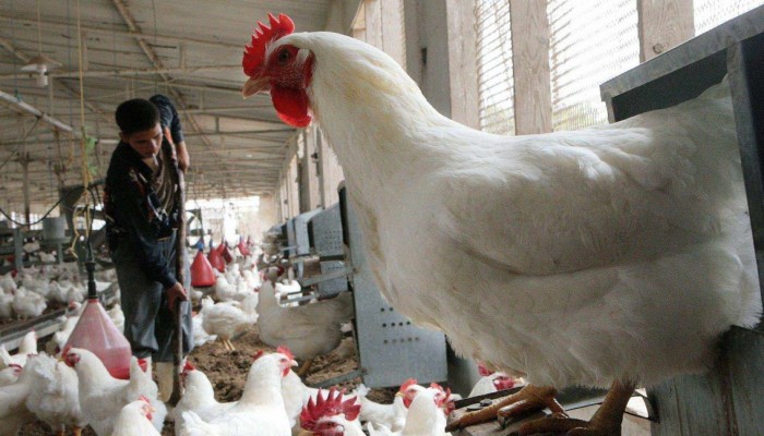 ارتفاع اسعار الدواجن