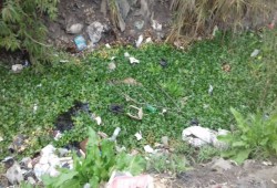 أهالي "ميت شريف" بالغربية يشتكون من انتشار ورد النيل بترعة القرية