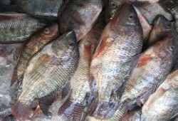 ضبط طن أسماك مجهولة المصدر قبل توزيعها على الأسواق بمحافظة قنا