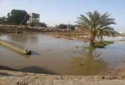 حصري شاهد بالفيديو.. في ظل غياب الأمن الأسماك النافقة في «الصرف الصحي» تباع في أسواق أسوان
