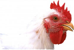 ارتفاع أسعار "الطيور" في الأسواق المصرية وسط غضب المواطنين