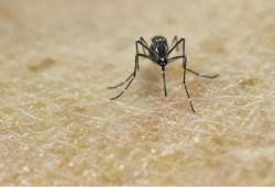 مراكز أمريكية تحث من أصيبوا بفيروس زيكا على تأجيل الحمل