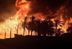 بسبب العواصف.. اندلاع حريق هائل بمزرعة نخيل في الوادي الجديد