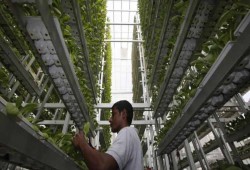 مدن المستقبل.. مزارع عمودية بدون تربة