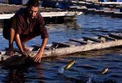 عضو في الغرفة التجارية: المزارع تطعم الأسماك بقايا دواجن نافقة