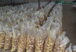 تواصل تراجع صادرات مصر لأوروبا