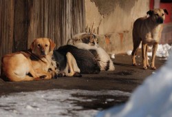 "الكلاب الضالة" .. آخر متهم أعلنه نظام الانقلاب عن تشويه جثمان ريجيني