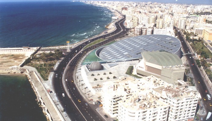 حشرات طائرة تنتشر في شوارع الإسكندرية