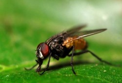 الذباب يزعجك.. تخلص منه بهذه الطرق