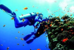 مصر تخسر أهم 40 موقعا للغوص بعد تخلي السيسي عن جزيرتي صنافير وتيران للسعودية