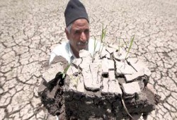 رسمياً.. الانقلاب يحظر زراعة" الأرز" بالقليوبية!