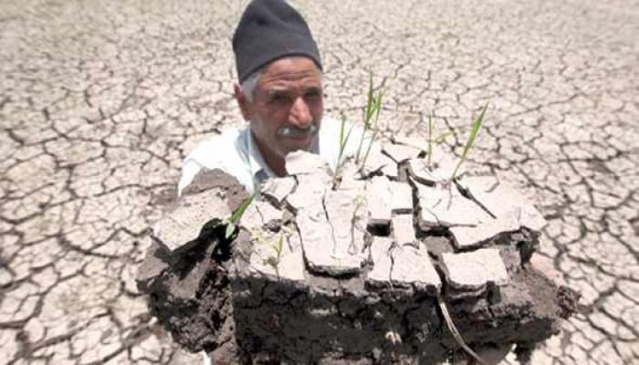 رسمياً.. الانقلاب يحظر زراعة" الأرز" بالقليوبية!