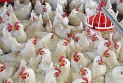 برغم وعود السيسي بضبط الأسعار .. أسعار الدواجن ترتفع  25 % قبل شهر رمضان