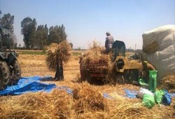 مزارعون عن حصاد القمح: أسوأ المواسم منذ 20 سنة