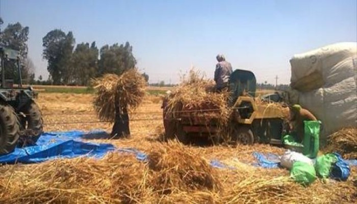 مزارعون عن حصاد القمح: أسوأ المواسم منذ 20 سنة