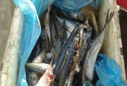 ضبط أجبان ولحوم و1050 كيلو فسيخ وأسماك غير صالحة للاستهلاك بالإسكندرية