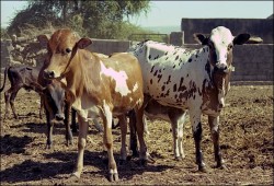 "صحة الانقلاب" تعترف بإصابة 4065 حالة بالبروسيلا خلال 2015