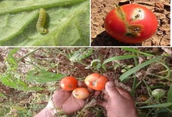 فساد "وزارة زراعة السيسي" يدمر محصول الطماطم بكفر سعد