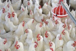 رئيس الشعبة: الدواجن تسجل أعلى الأسعار والمجمعات الاستهلاكية لا تكفي