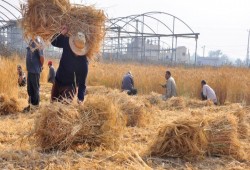 بسبب قوانين العسكر.. مزارعو الصعيد يرفضون زراعة "القمح والقصب"