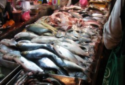 الغرفة التجارية: ارتفاع أسعار الأسماك المستوردة بنسبة 25%