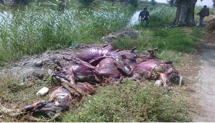 العثور على 10 حمير مسلوخة بالبحيرة