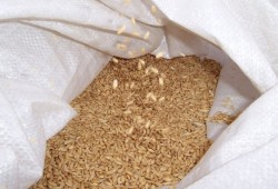 تعرض 60 ألف طن من القمح للتلف بالوادى الجديد