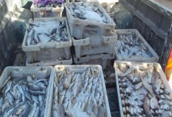 التموين: ضبط 5 آلاف كجم مكرونة و2.5 طن رنجة فاسدة في أسوان والإسكندرية