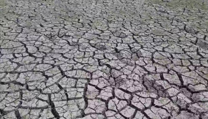 سد النهضة يهدد زراعة الارز بمركز بلقاس بالدقهلية