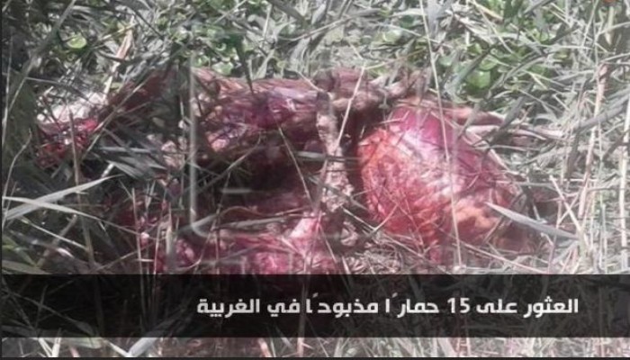 أهالي يعثرون على 15 حمارًا مذبوحًا في الغربية