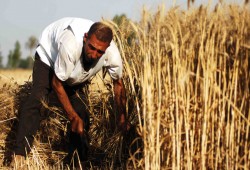 عن حصاد القمح في عهد الانقلاب .. المزارعون: بقى خراب بيوت.. والتجار بيستغلونا