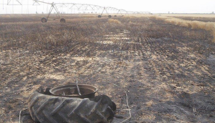 الشرقية : صاحب القمح المحترق بالصالحية الجديدة يحمل شركة الكهرباء المسئولية