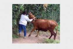 انعدام الأمن يدفع مجهولون لسرقة حظيرة بكوم حمادة