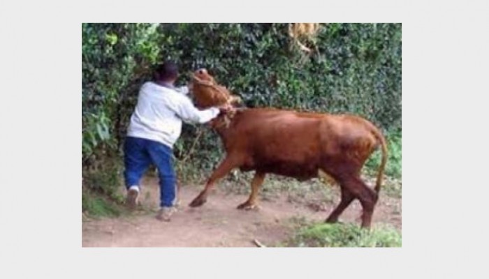 انعدام الأمن يدفع مجهولون لسرقة حظيرة بكوم حمادة