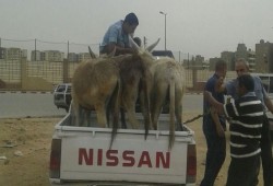 ضبط 11 حمارًا بمدينة نصر قبل بيع لحومها للمواطنين