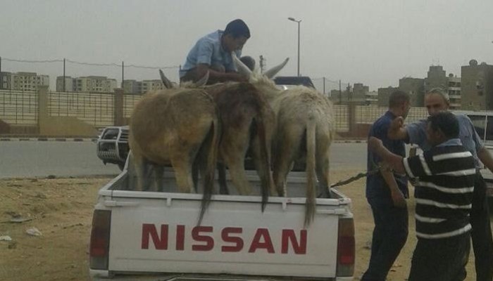 ضبط 11 حمارًا بمدينة نصر قبل بيع لحومها للمواطنين