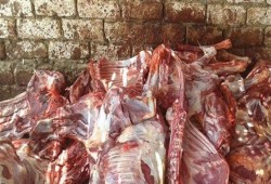 «الحمير» تغزو «مدينة نصر» بعد فشل الرقابة التصدّى لها